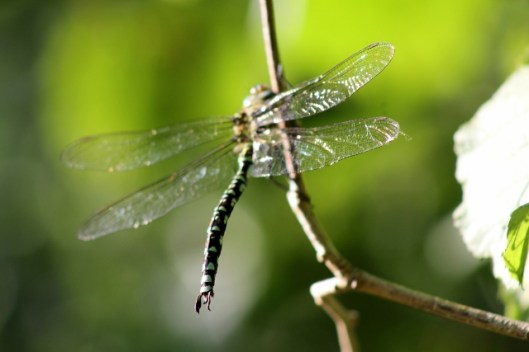 IMG_2421Southern Hawker (640x427)