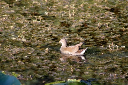 IMG_2425Young Moorhen (640x427)