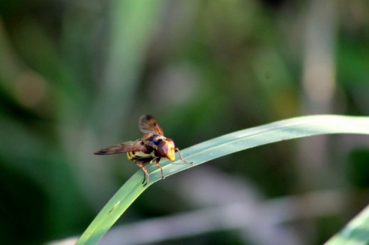 IMG_2428Hoverfly (640x427)