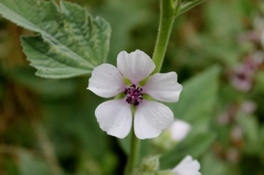 IMG_2433Marsh Mallow (640x427)