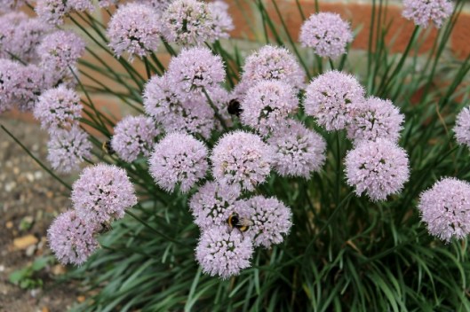 IMG_2439Allium with bees (640x427)