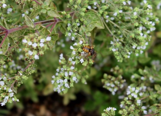 IMG_2440Fly on Marjoram (2) (640x462)