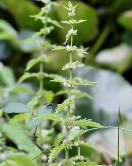 IMG_2442Gipsywort and sedge (2) (508x640)