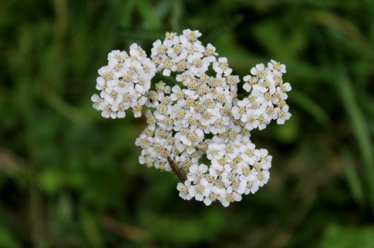 IMG_2444Yarrow and bug or beetle (640x427)