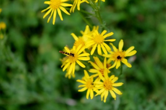 IMG_2445Ragwort with Hoverfly Sphaerophoria scripta (640x427)