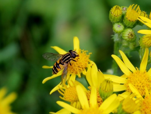 IMG_2446Ragwort with hoverfly Helophilus (2) (640x483)