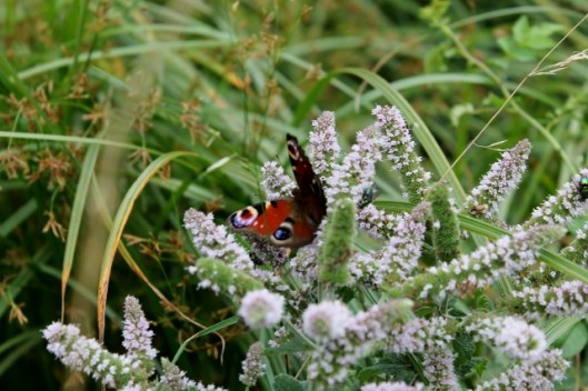 IMG_2450Peacock on mint (640x427)