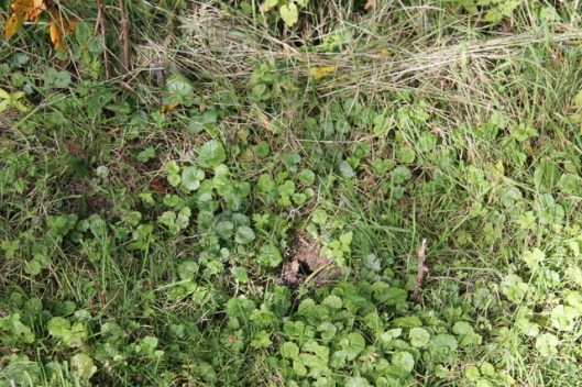 IMG_2479Entrance to wasp nest