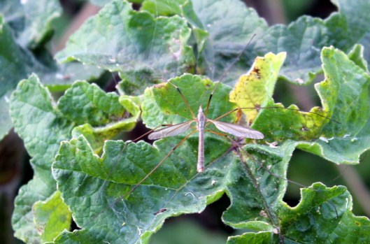 IMG_2487Crane fly