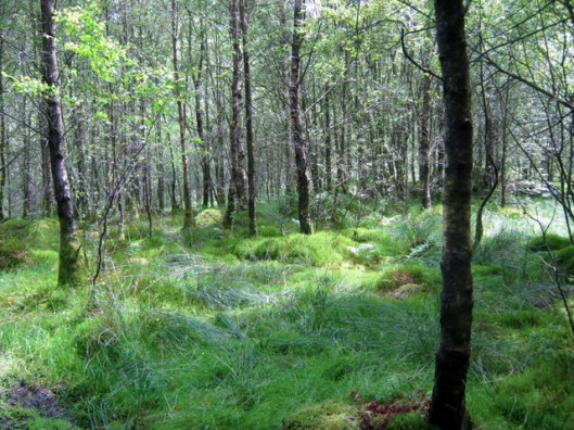 IMG_5139Woods at Dobgill on banks of Thirlmere
