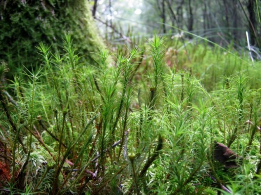 IMG_5141Moss