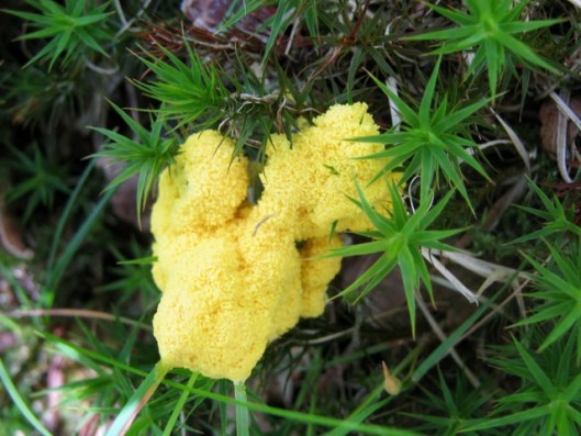 IMG_5144Slime mould