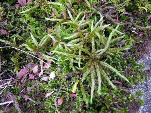 IMG_5157Moss
