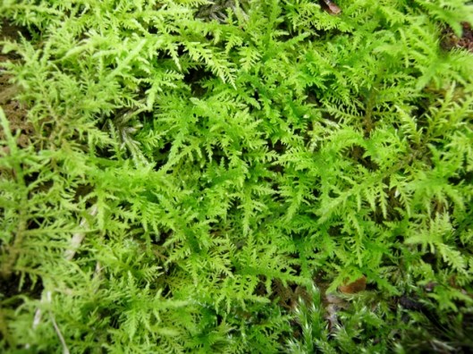 IMG_5160Moss