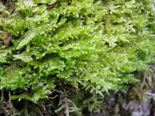 IMG_5161Moss