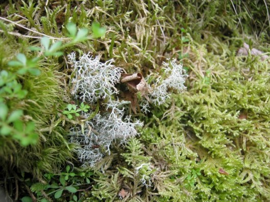 IMG_5162Lichen and moss
