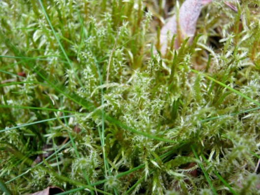IMG_5164Moss