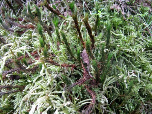IMG_5166Moss