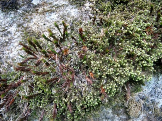 IMG_5167Moss