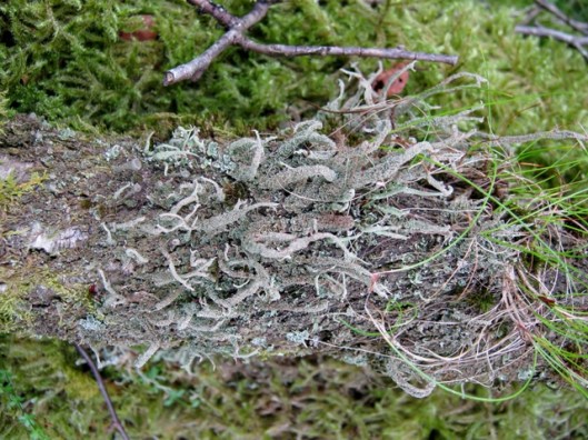 IMG_5168Lichen