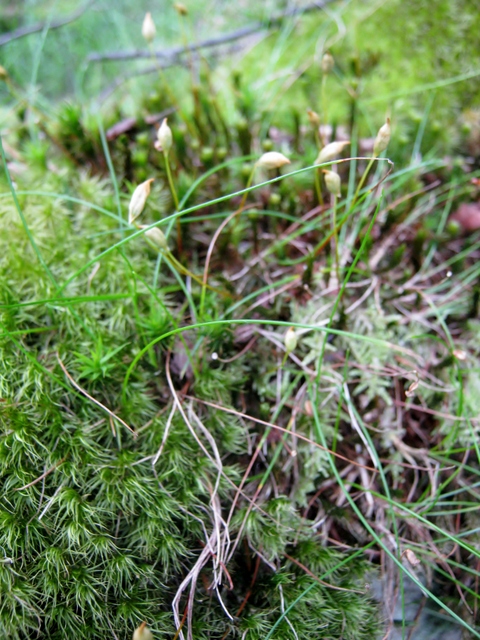 IMG_5170Moss