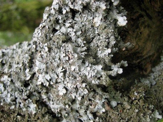 IMG_5171Lichen