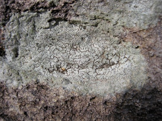 IMG_5175Lichen