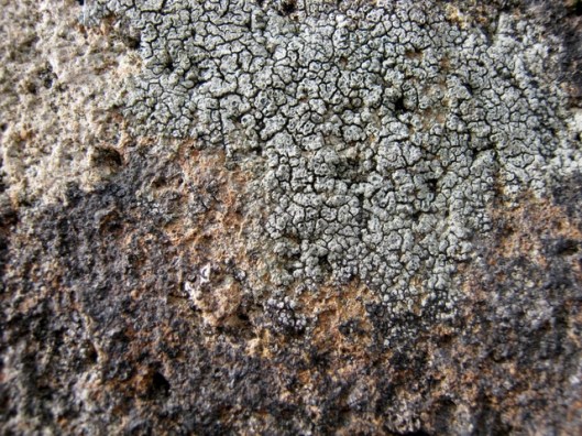 IMG_5176Lichen