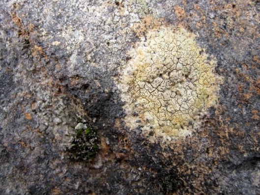 IMG_5177Lichen