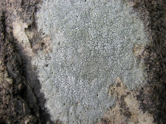 IMG_5178Lichen