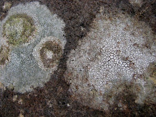 IMG_5179Lichen