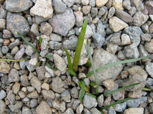 IMG_5181Water Plantain perhaps