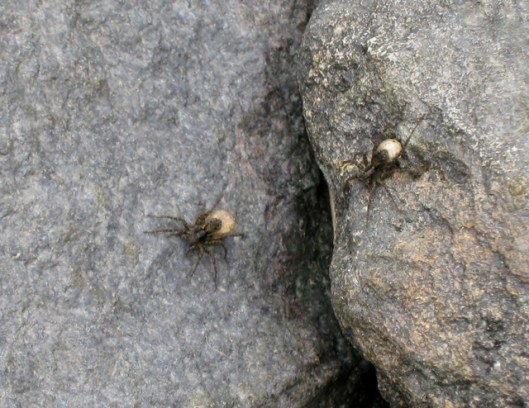 IMG_5187Spiders
