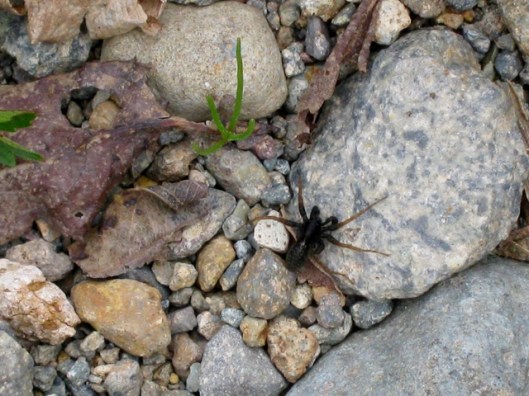 IMG_5188Spider