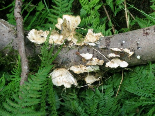 IMG_5192Fungus on log