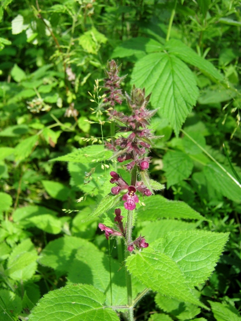 IMG_5194Hedge Woundwort