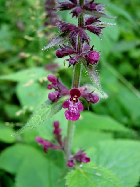 IMG_5196Hedge Woundwort