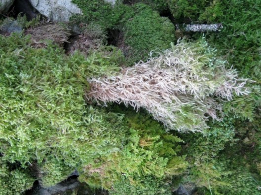 IMG_5198Moss
