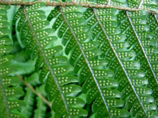 IMG_5202Spores on fern