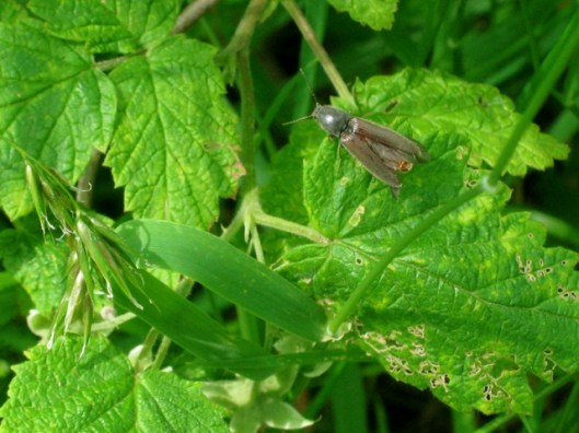 IMG_5204Unknown beetle