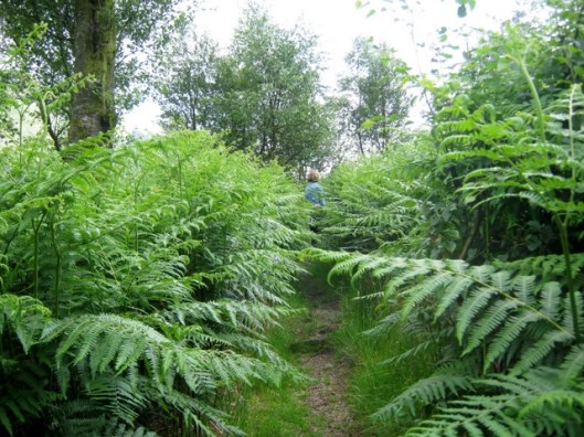 IMG_5205Walking through bracken