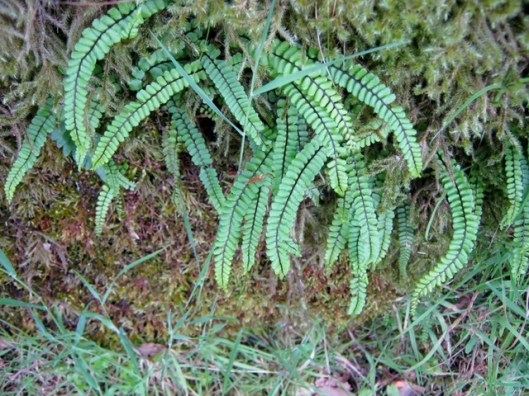 IMG_5209Fern
