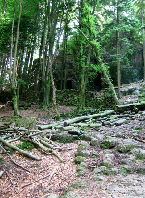 IMG_5212Dobgill wood