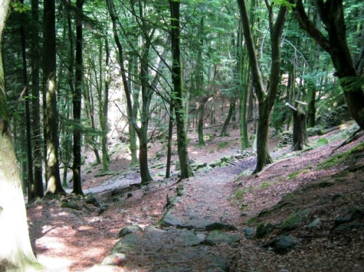 IMG_5213Dobgill wood