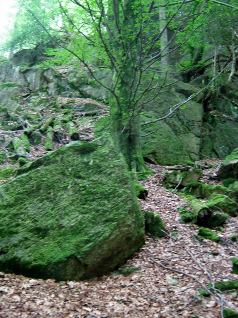 IMG_5214Dobgill wood