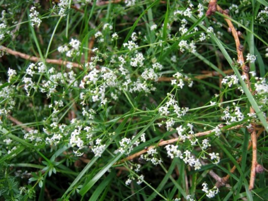 IMG_5223Heath Bedstraw