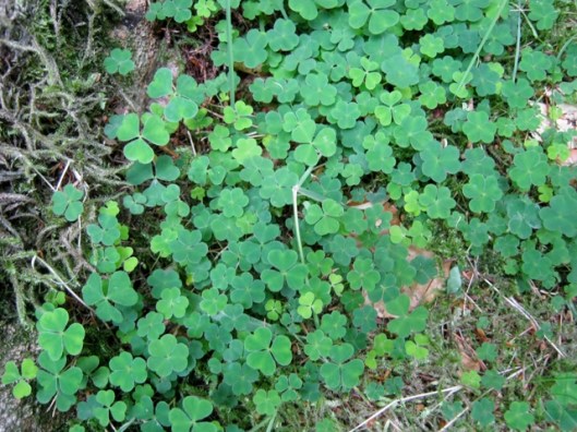 IMG_5228Wood Sorrel leaves 