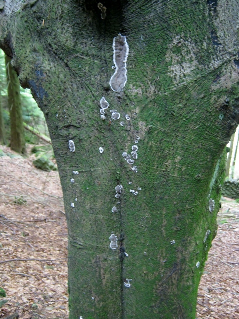 IMG_5230Fungus on dead tree
