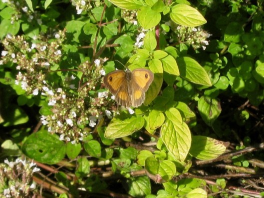 IMG_5588Female Gatekeeper (640x480)