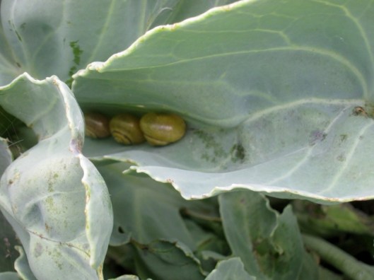 IMG_5591Snails in Sea Kale leaf (640x480)